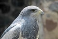 Black-chested buzzard-eagle, geranoaetus melanoleucus, near Otavalo, Ecuador