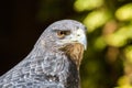 Black Chested Buzzard Eagle Geranoaetus melanoleucus Portrait Royalty Free Stock Photo