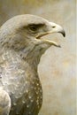 Black-chested Buzzard-Eagle portrait Royalty Free Stock Photo