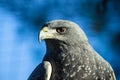 Black chested Buzzard Eagle