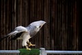 Black-chested buzzard-eagle with raised claws in chains Royalty Free Stock Photo