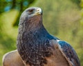 Black-chested buzzard-eagle