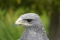 Black chested buzzard eagle in the sun Royalty Free Stock Photo
