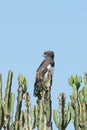 Black-chested Harrier eagle