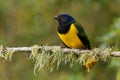 Black-chested Mountain-Tanager - Cnemathraupis eximia black and yellow bird in Thraupidae, found in Colombia, Ecuador, Peru and