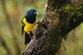 Black-chested Mountain-Tanager - Cnemathraupis eximia black and yellow bird in Thraupidae, found in Colombia, Ecuador, Peru and