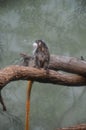 Black-chested moustached tamarin in Frankfurt zoo