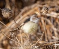 Black-chested Prinia Royalty Free Stock Photo