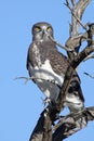 Black Chested Snake Eagle