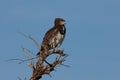 Black Chested Snake Eagle Royalty Free Stock Photo