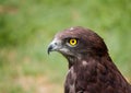 Black chested snake eagle against a lovely green b Royalty Free Stock Photo