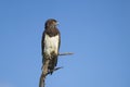 Black-chested Snake Eagle Royalty Free Stock Photo