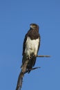 Black-chested Snake Eagle Royalty Free Stock Photo