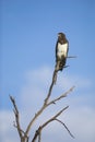 Black-chested Snake Eagle Royalty Free Stock Photo