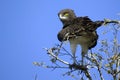 Black-chested Snake-eagle (Circaetus pectoralis) Royalty Free Stock Photo