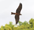 Black-chested snake eagle hunting Royalty Free Stock Photo