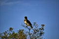 Black-chested Snake Eagle perched on a branch Royalty Free Stock Photo