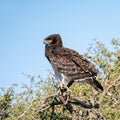 Black-chested Snake Eagle