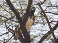 Black-chested, snake eagle , Samburu, Kenia