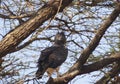 Black-chested, snake eagle , Samburu, Kenia