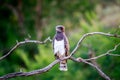 Black-chested snake eagle sitting on a branch. Royalty Free Stock Photo
