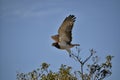 Black-chested Snake Eagle from South Africa Royalty Free Stock Photo