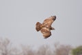 Black-chested Snake-Eagle Royalty Free Stock Photo