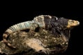 Black-chested Spiny-tailed Iguana Ctenosaura melanosterna Royalty Free Stock Photo