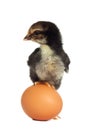 Black chick standing on the egg Royalty Free Stock Photo
