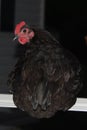 Black chicken