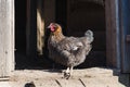 Black chicken with a beautiful feather on the doorstep to the barn