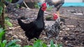 Black chicken and black white chicken, red comb. Focus selected Royalty Free Stock Photo