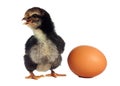 Black chicken with broken egg Royalty Free Stock Photo