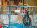Black Chicken in the Cage Royalty Free Stock Photo
