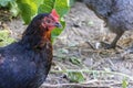 Black chicken close-up on the farm. Laying hen on grazing. Natural farm production