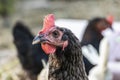 Black chicken close-up on the farm. Laying hen on grazing. Natural farm production