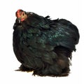 Black chicken of Cochin China breed Royalty Free Stock Photo