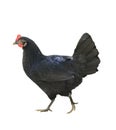 Black Chicken