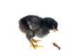 Black chicken and earthworm Royalty Free Stock Photo