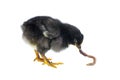 Black chicken eats earthworm Royalty Free Stock Photo