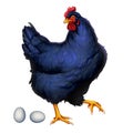 Black chicken with eggs illustration realistic isolate art.