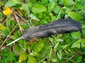 a black chicken feather lying on the grass in the morning Royalty Free Stock Photo