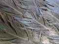 Black chicken feathers, close up macro photography Royalty Free Stock Photo