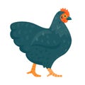 Black chicken funny vector illustration