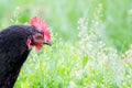 Black chicken in a garden of a farm on a background of green grass. Copy of space_ Royalty Free Stock Photo