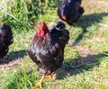 Black chicken isolated on a natural background. Black rooster on a ground