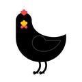 Black Chicken isolated. Unique farm bird on white background. Ac