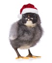 Black chicken in Santa Claus hat