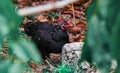 Black chicken with some brown leaves as a background