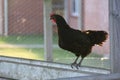 Black Chicken standing on a metal rail at sunset